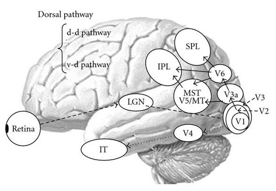VisualPathways.png