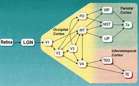 VisualPathways1.png
