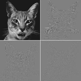 catdwt1.jpg