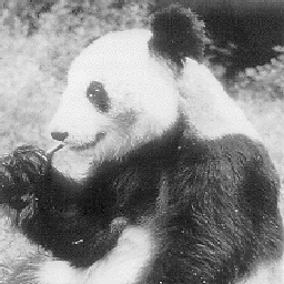 panda.gif