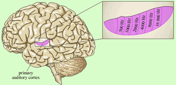 AuditoryCortex.gif