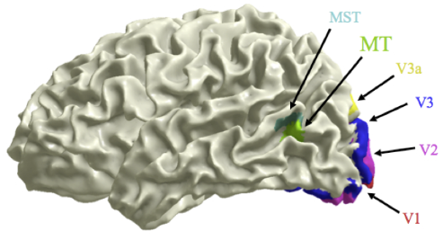 VisualCortex.png