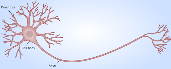 neuron.png