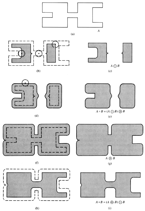 morphology5.gif