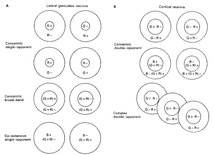 ../figures/Color_LGN_V1_cells.gif