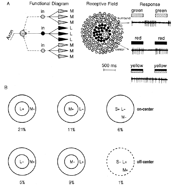../figures/Color_receptive_field.gif