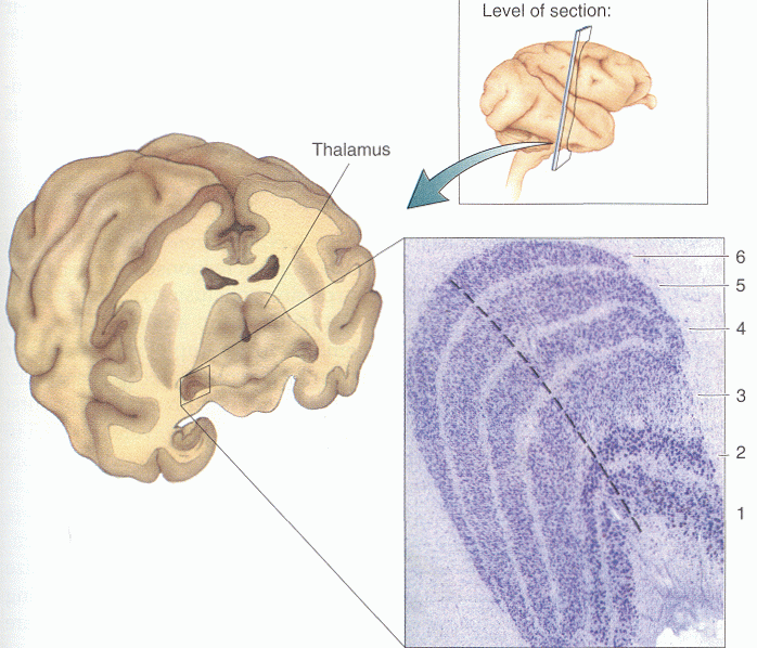 ../figures/LGN2.gif