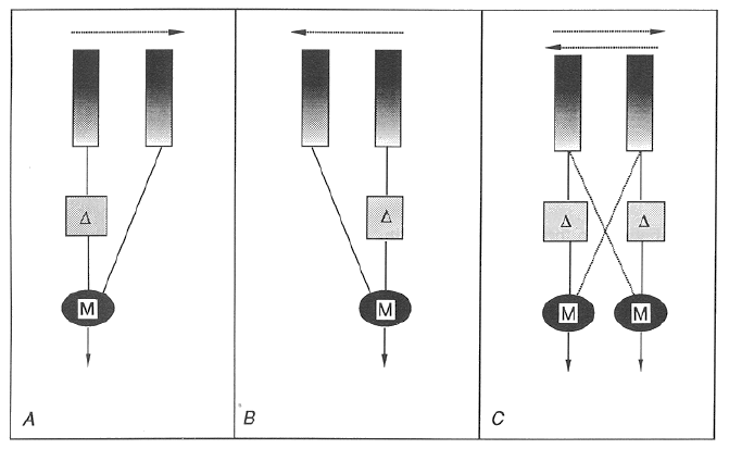 ../figures/Reichardt_model.gif