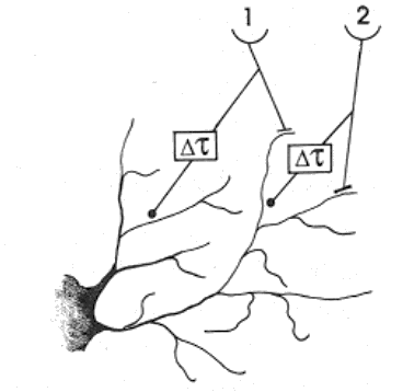 ../figures/Reichardt_model_1.gif