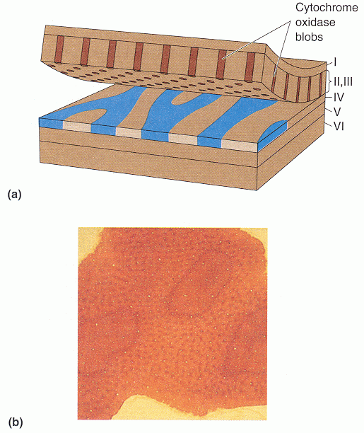 V1layers4.gif