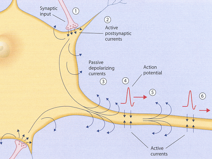 ../figures/actionpotential.gif