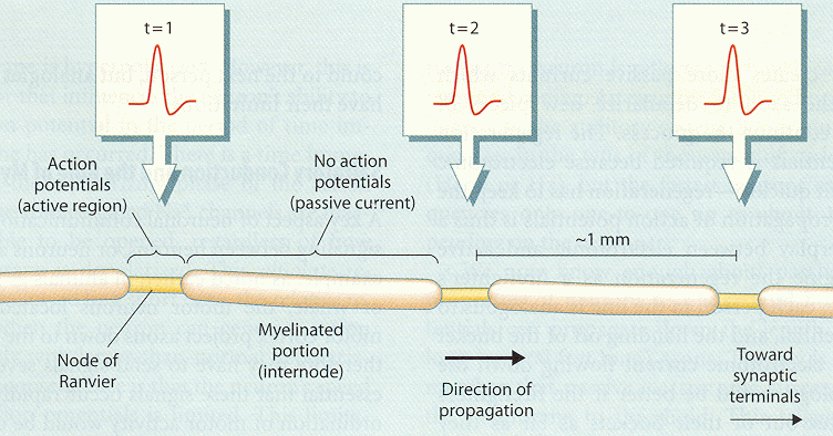 ../figures/actionpotentialtransmission.gif