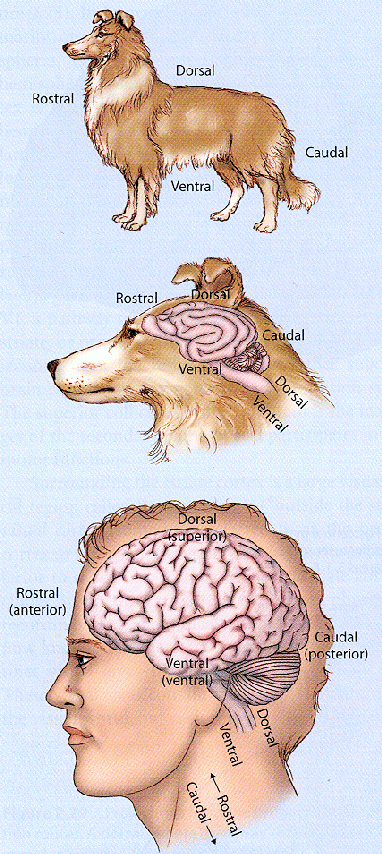 ../figures/anatomicalterms.gif