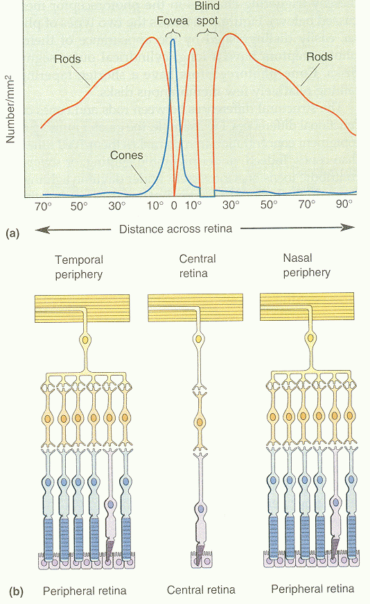 ../figures/bipolarcells.gif