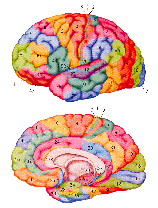 ../figures/brainbrodmannareas.gif