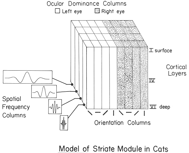 cat_v1_model.gif