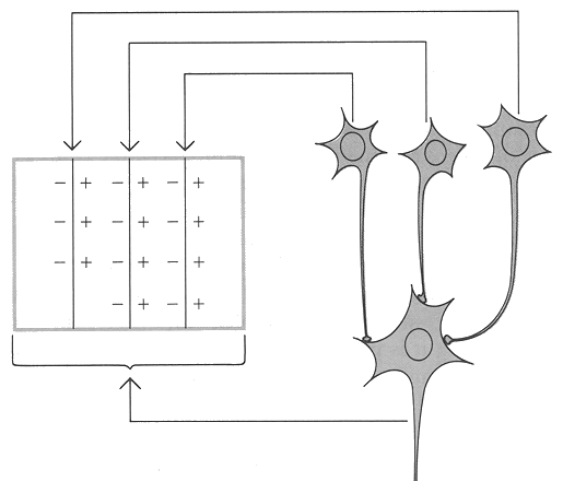 complexcell1.gif