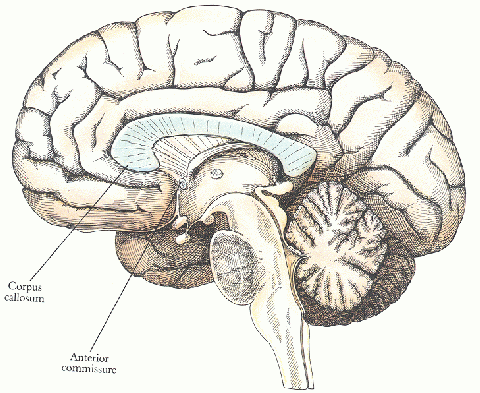 ../figures/corpuscallosum.gif