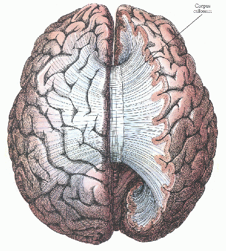 ../figures/corpuscallosum2.gif