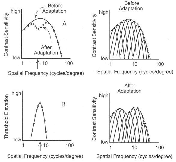 csf_adaptation.gif