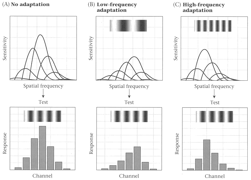 csf_adaptation_1.gif