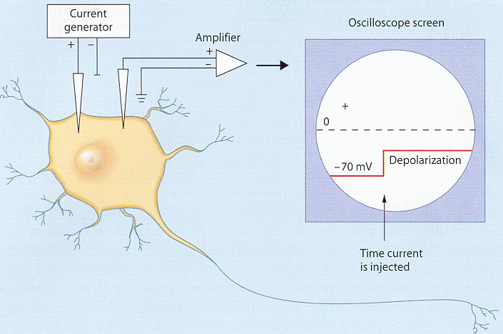 ../figures/depolarization.gif