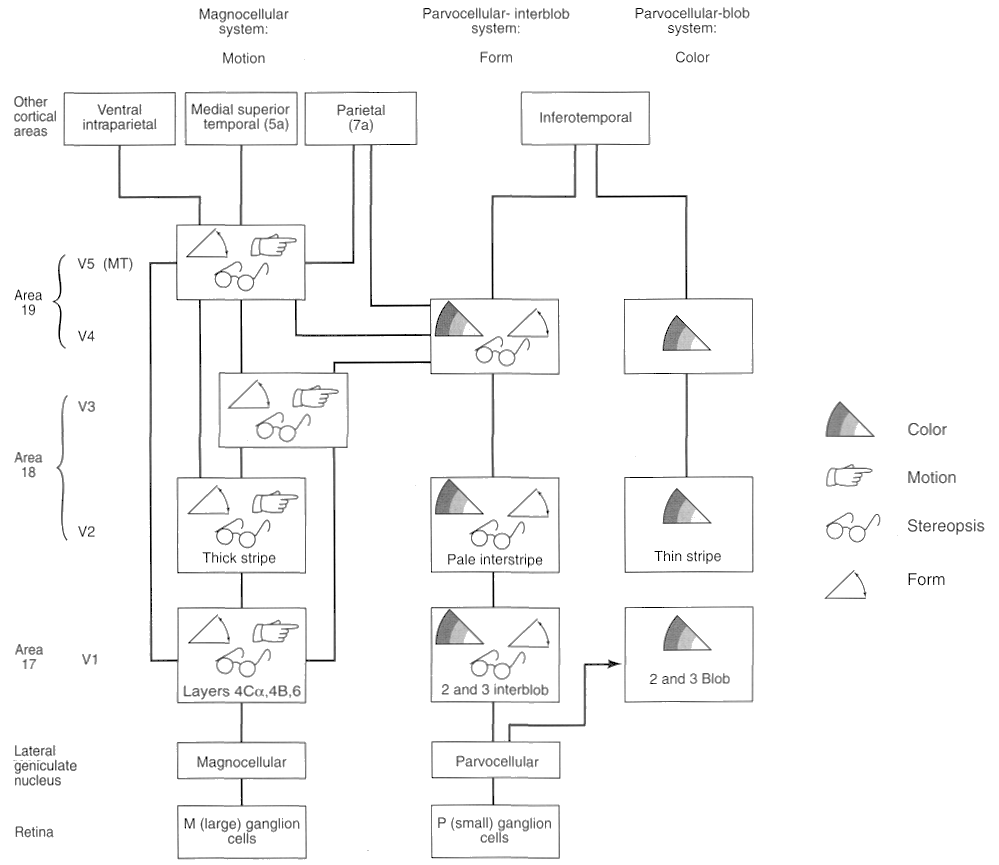 extrastriatepathways.gif