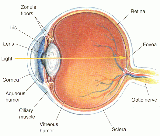 ../figures/eyecrosssection.gif