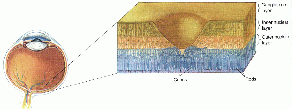 ../figures/foveacrosssection1.gif