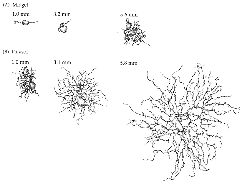 ../figures/ganglionMPcompare1.gif