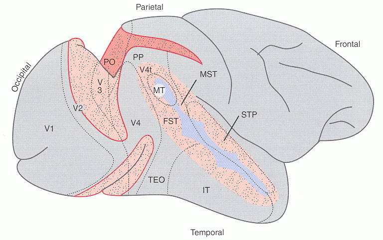 ../figures/macaquebrain.gif