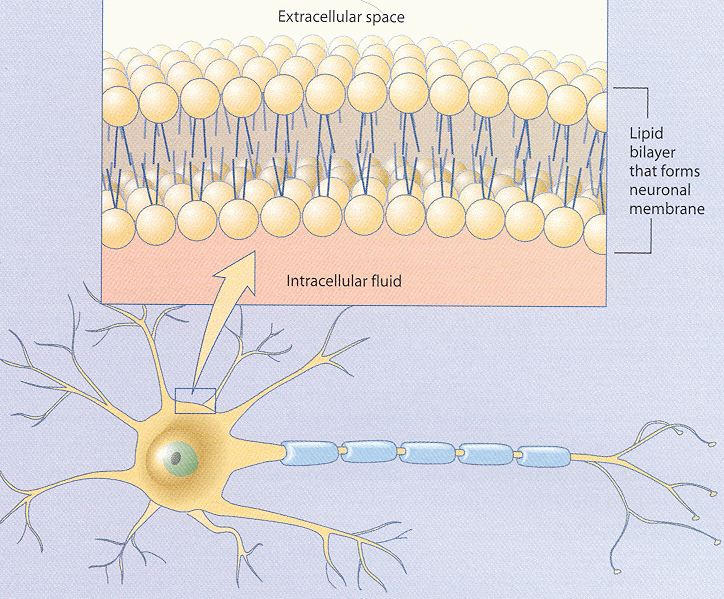 ../figures/membrane.gif