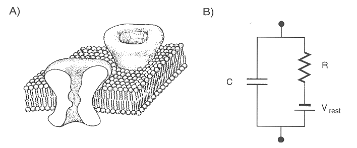 ../figures/membranemodel.gif