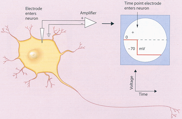 ../figures/membranepotential.gif