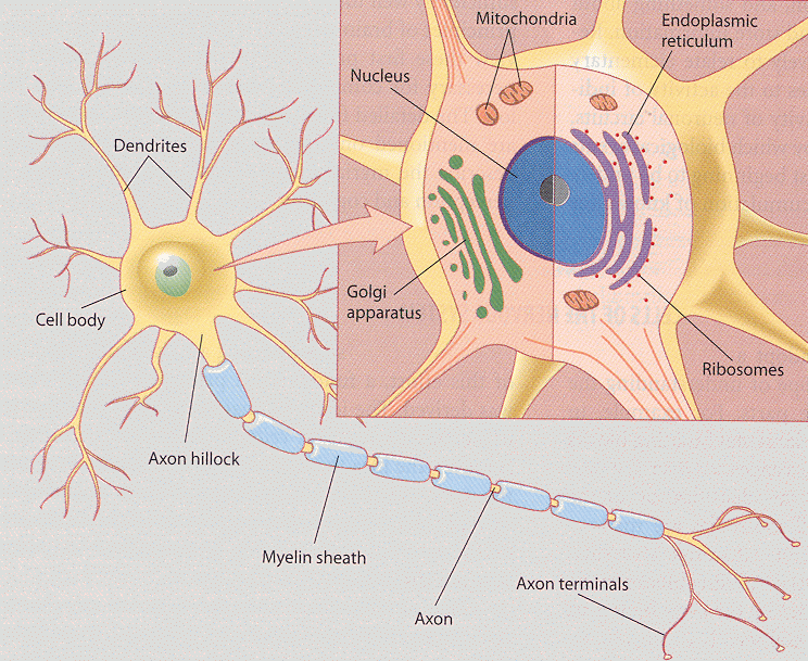 ../figures/neuron.gif