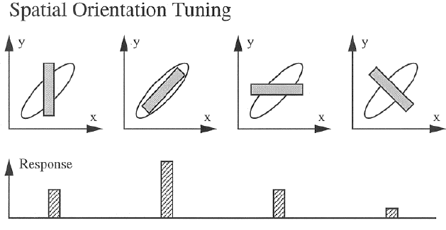 orientation_tuning.gif