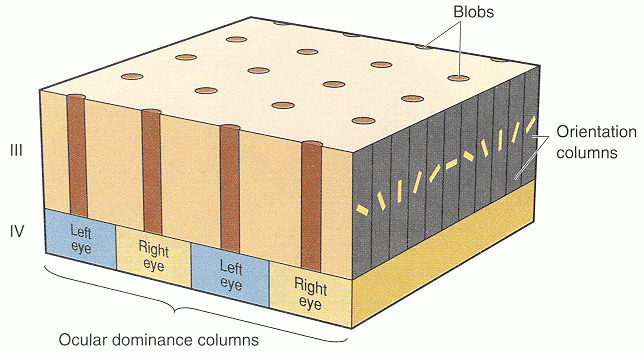 orientationocculardominance.gif