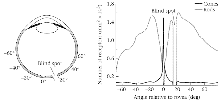 ../figures/receptordistribution.gif