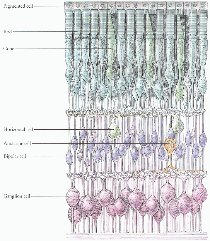 ../figures/retinacircuit2.gif