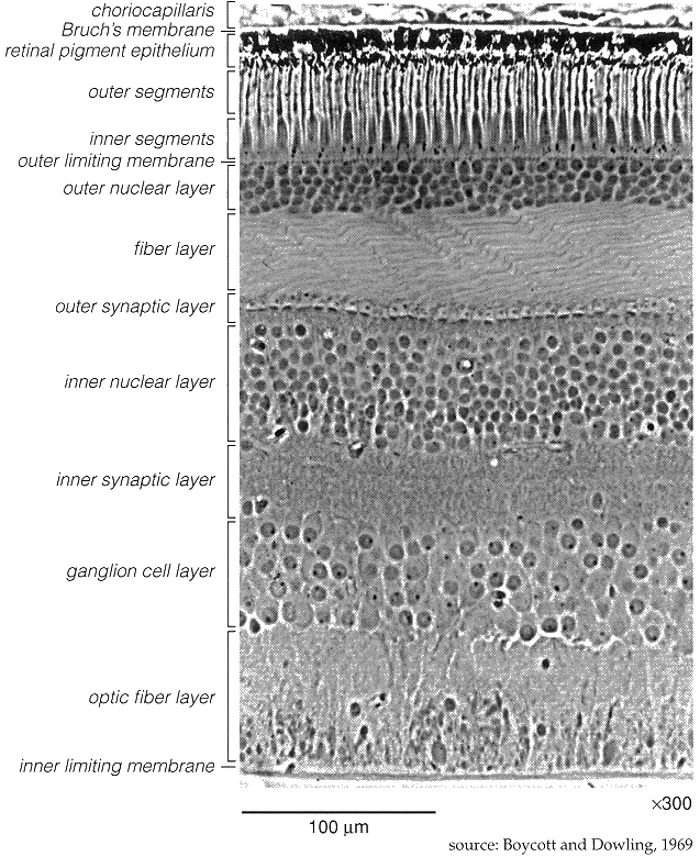 ../figures/retinacrosssection1.gif