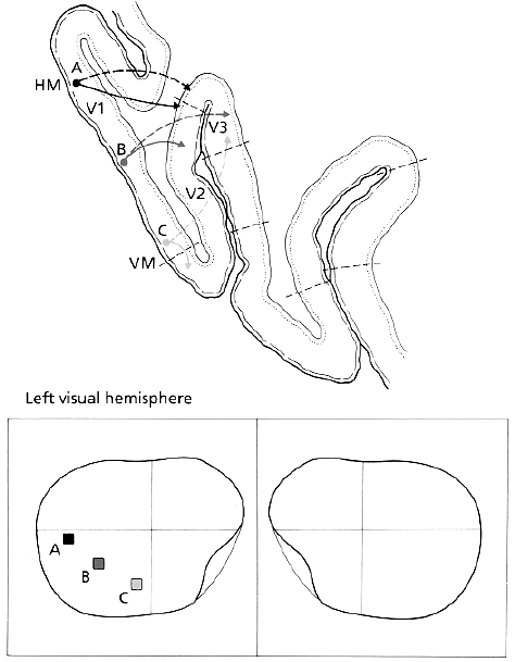 retinotopic.gif