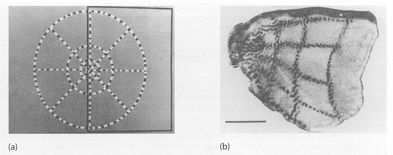 ../figures/retinotopicmap.gif