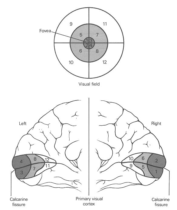 Retinotopic Mapping