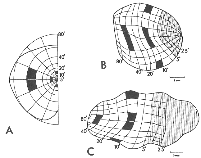 Retinotopic Mapping