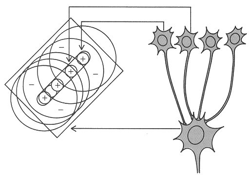 simplecell1.gif