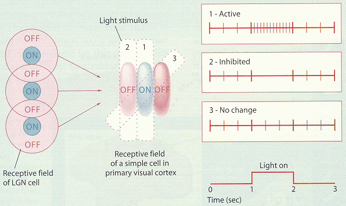 simplecell2.gif