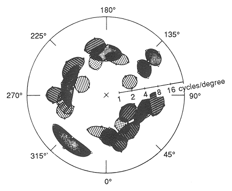 spatial_frequency_tuning.gif