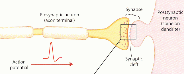 ../figures/synapse.gif