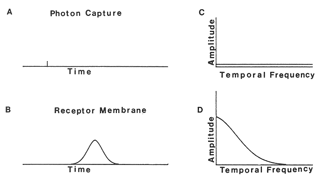 ../figures/temporalresponse.gif