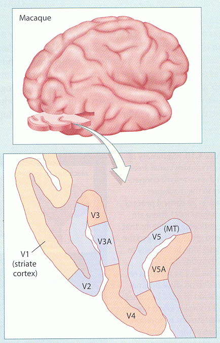 ../figures/visualcortex2.gif